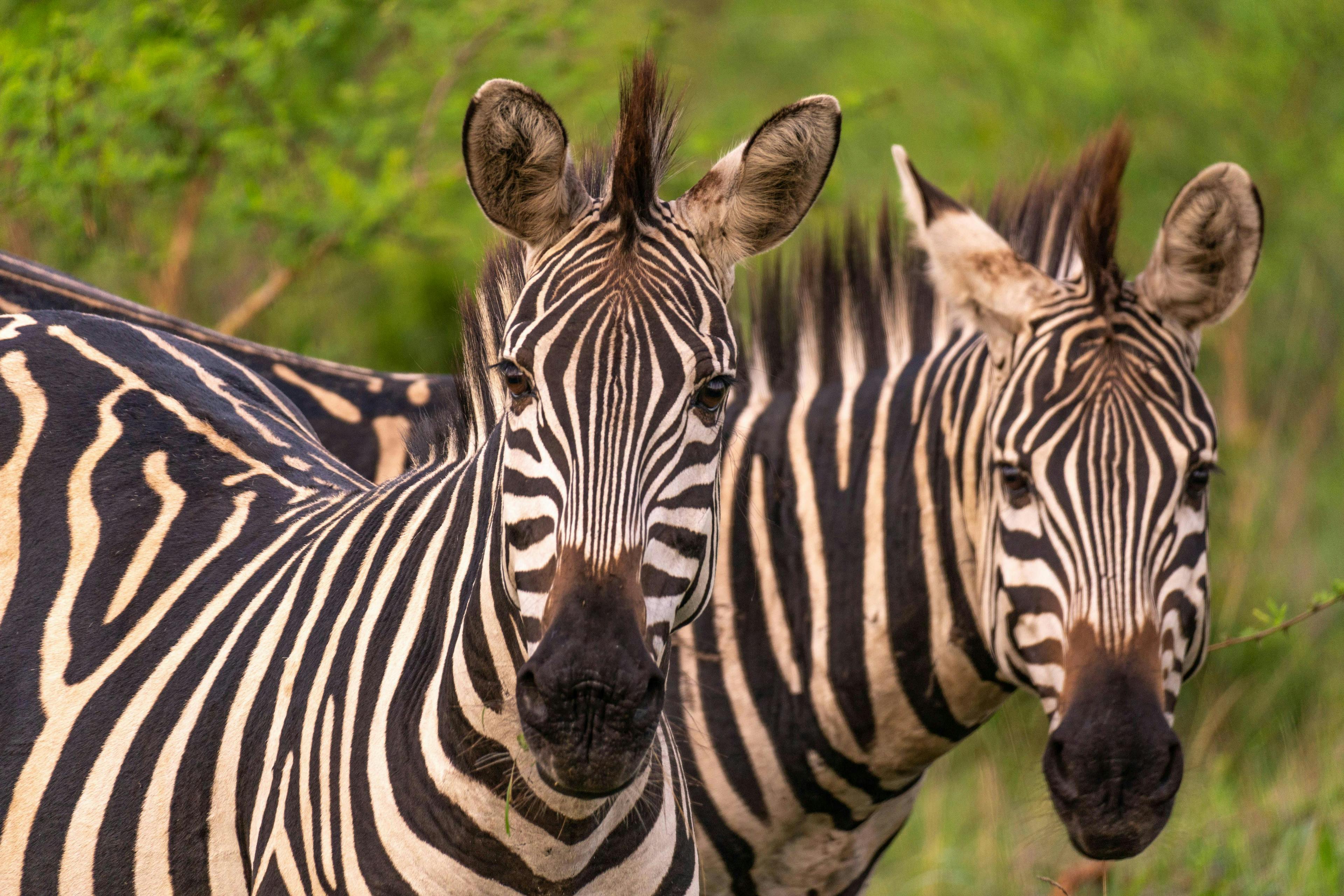 Zebras aus Lake Mburo Nationalpark