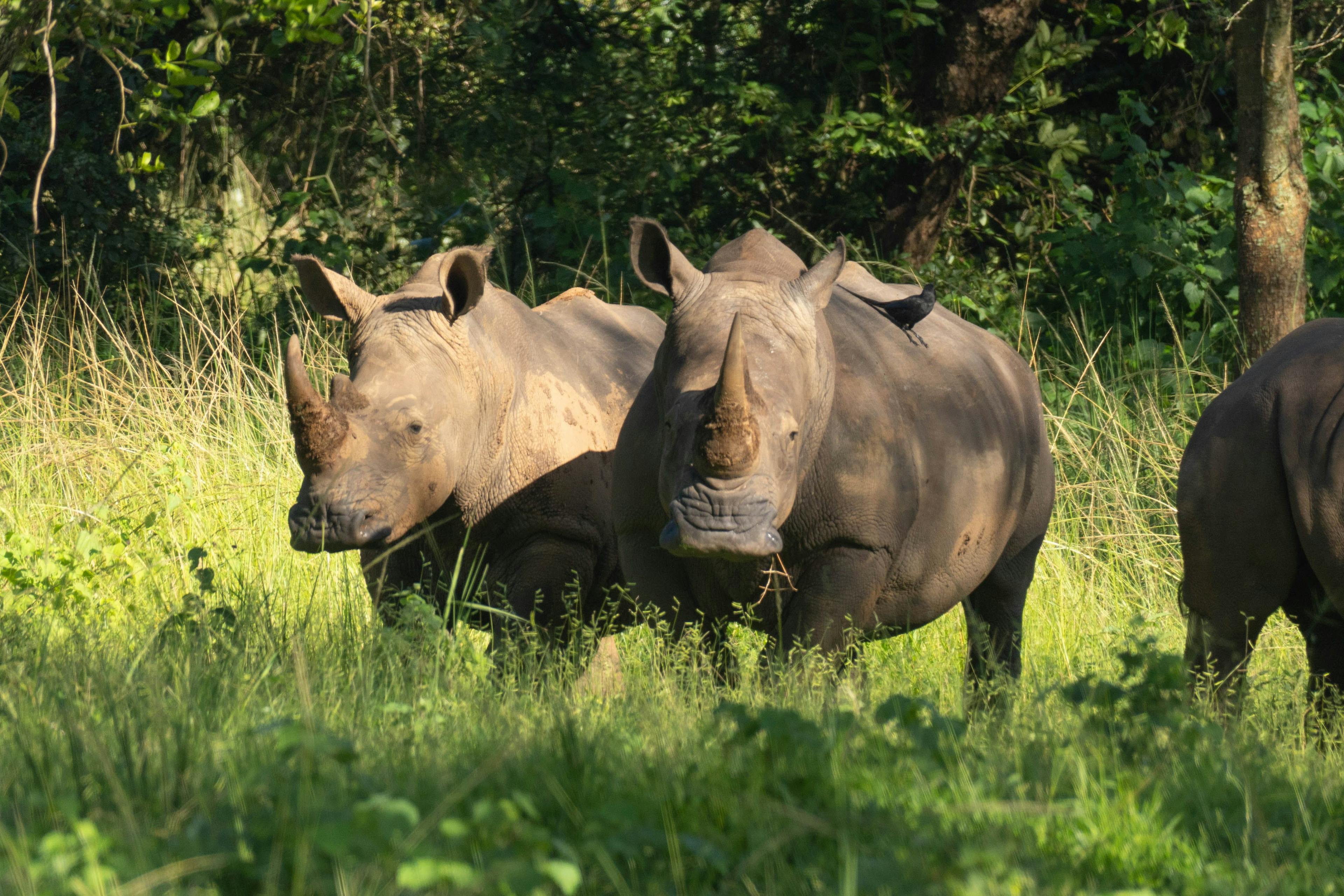 Nashörner im Ziwa Rhino Sanctuary Uganda